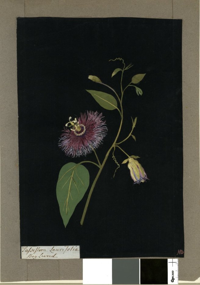 "Passiflora Laurifolia (Gynandria Pentandria), formerly in an album (Vol.VII, 54); Bay Leaved. 1777 Collage of coloured papers, with bodycolour and watercolour, on black ink background," 1777, British Museum, 1897,0505.654